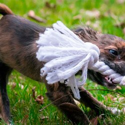 JUGUETES chihuahuas