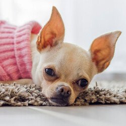 MODA Chihuahuas