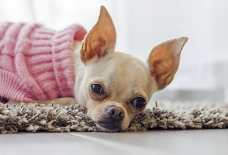 MODA MODA Chihuahuas